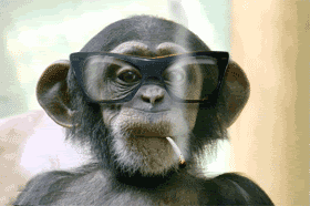 Chimp with glasses smoking Chimp with glasses smoking